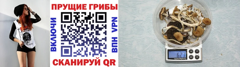 МЕГА сайт Оренбург Псилоцибиновые грибы Psilocybine cubensis